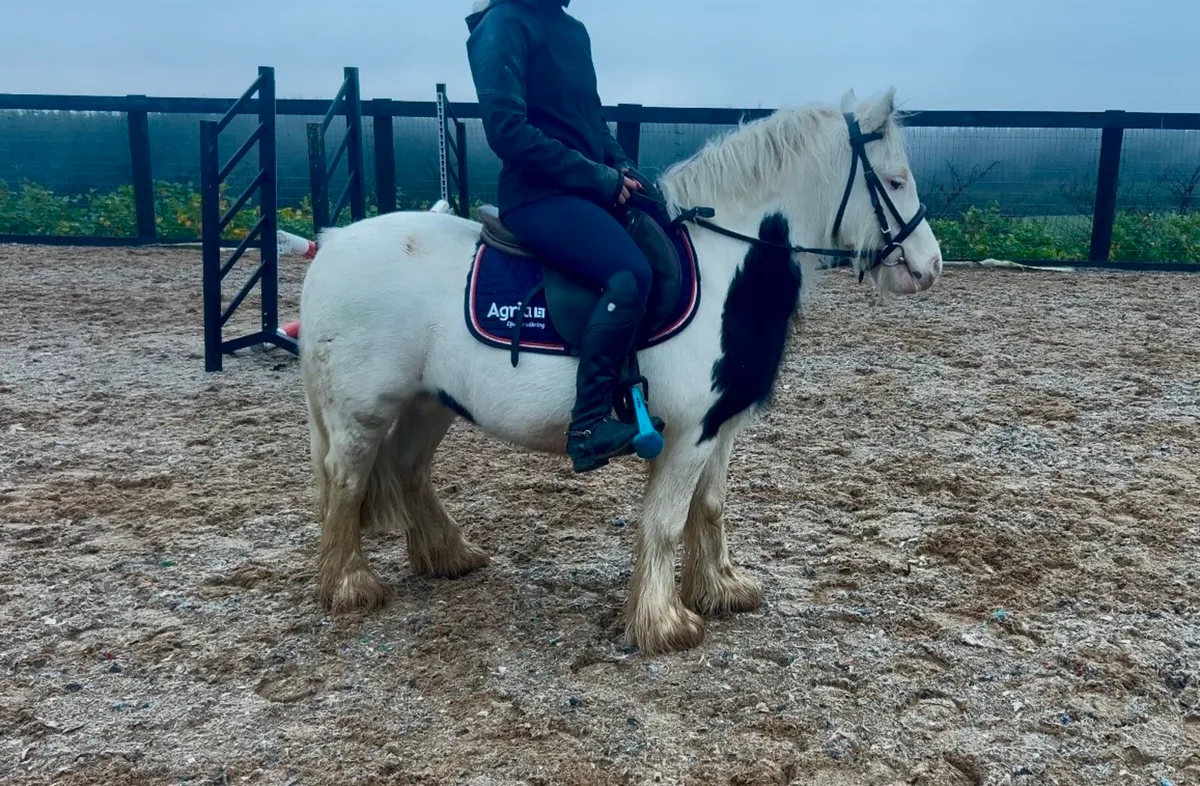 Dream beginners pony - Image 4