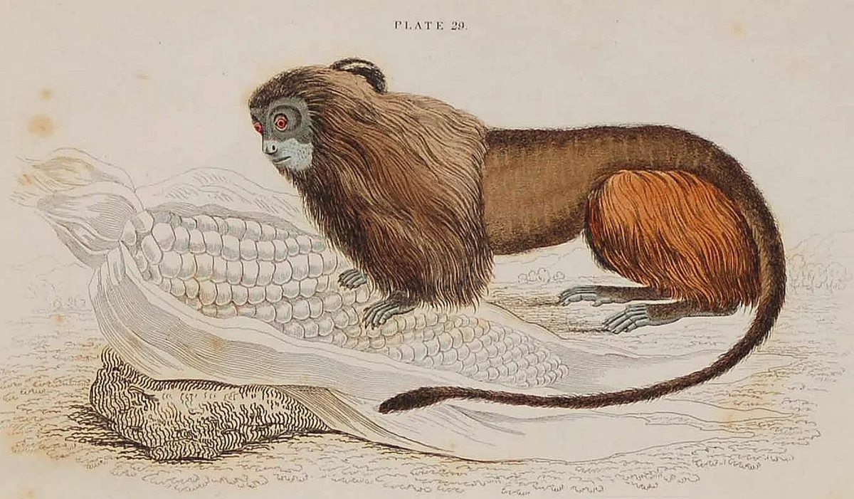 Leonine or Lion Tamarin William Jardine Print 1833 - Image 1