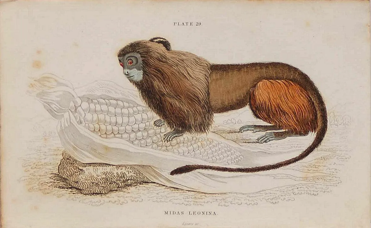 Leonine or Lion Tamarin William Jardine Print 1833 - Image 2