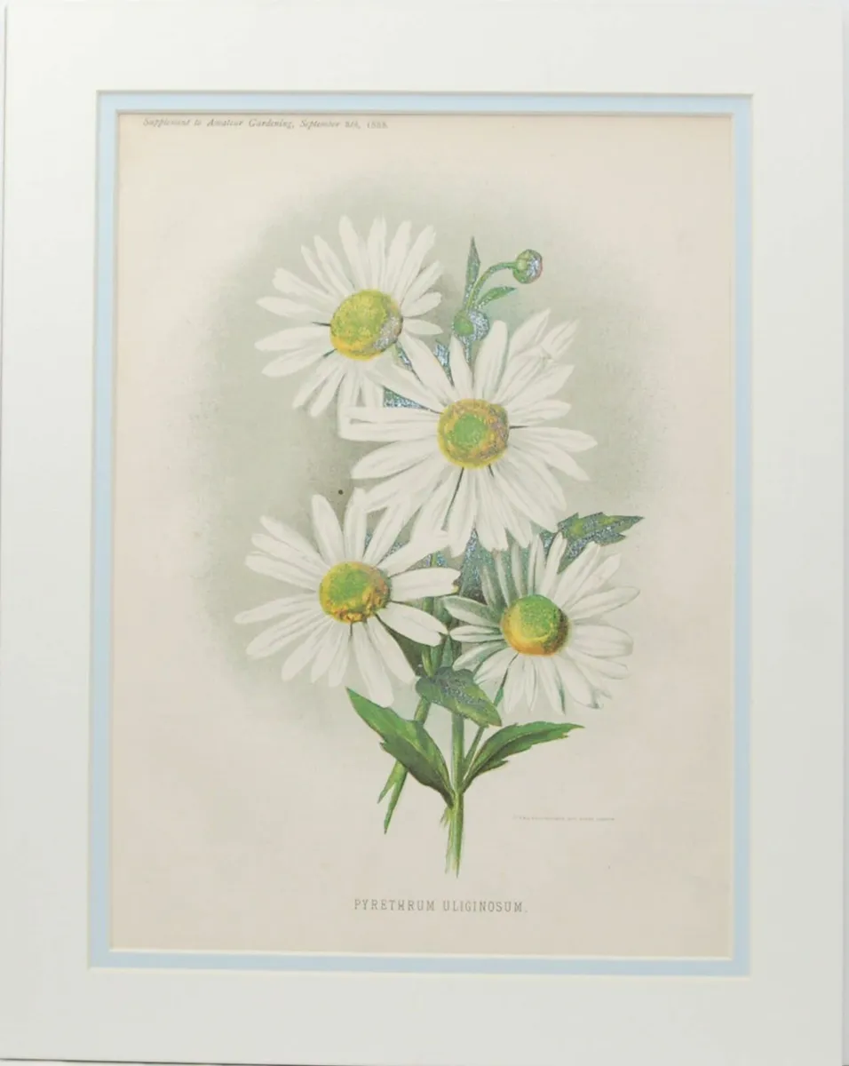 Primula Gipsy Queen & Pyrethrum Uliginosum 1889 - Image 3