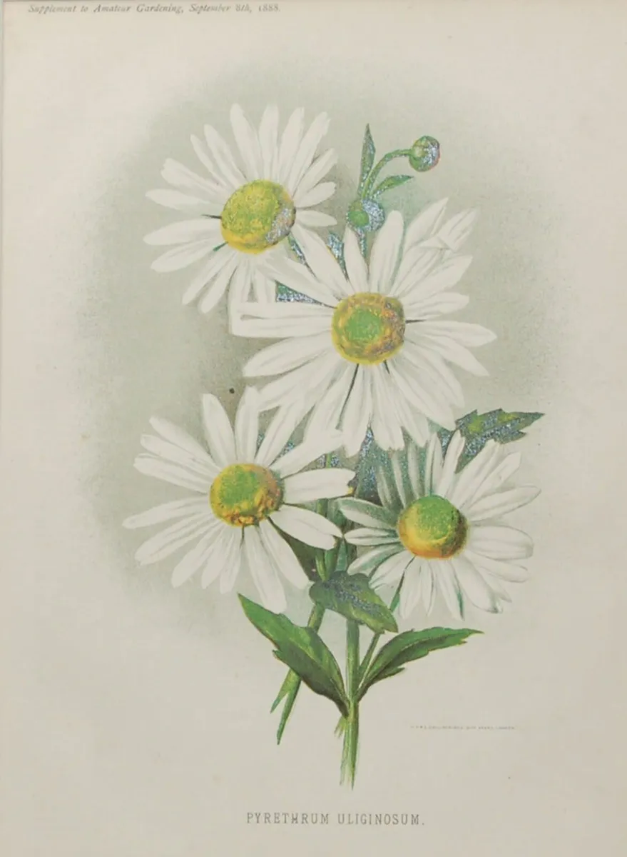 Primula Gipsy Queen & Pyrethrum Uliginosum 1889 - Image 4