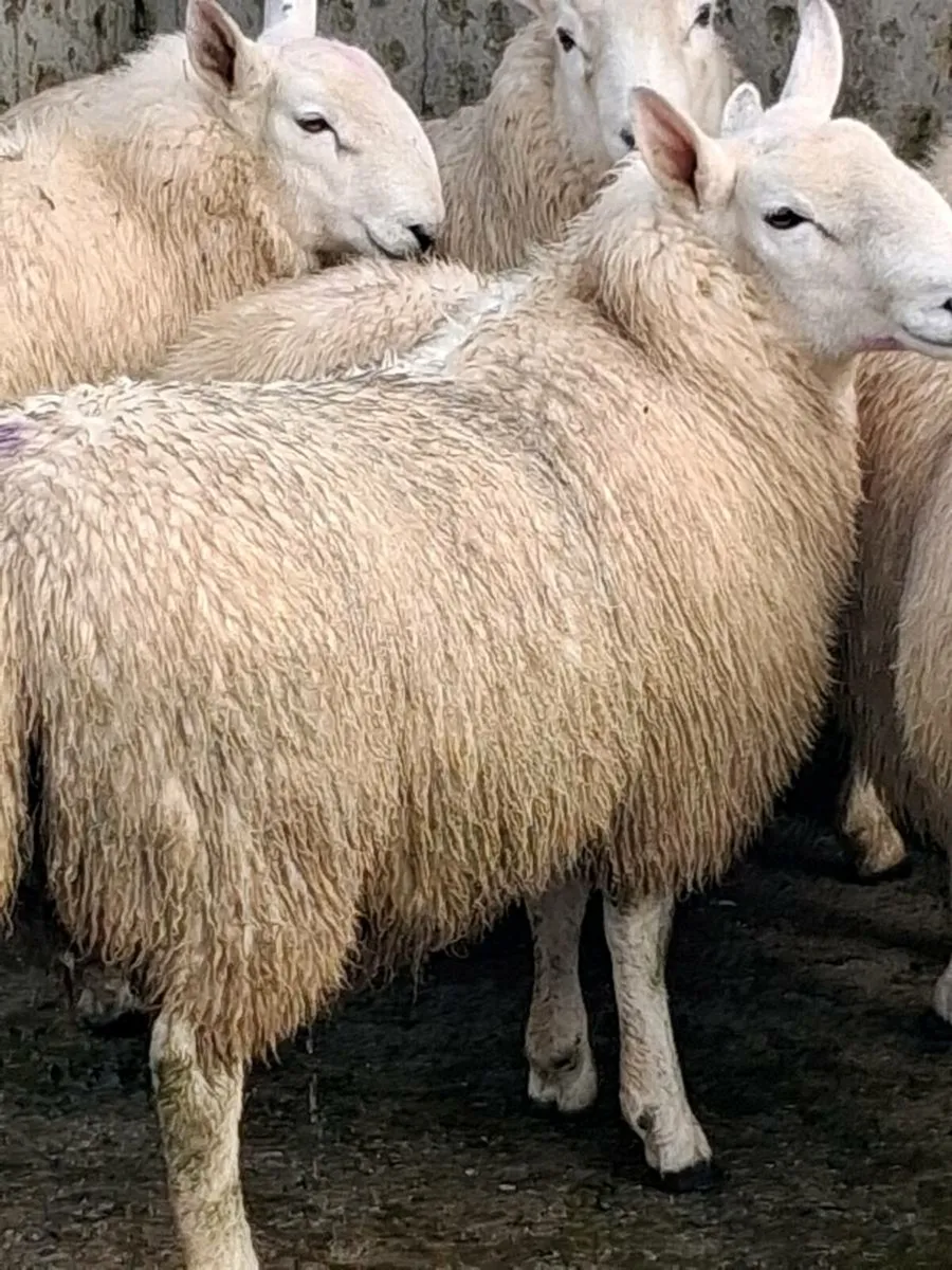 North country cheviot ram - Image 1