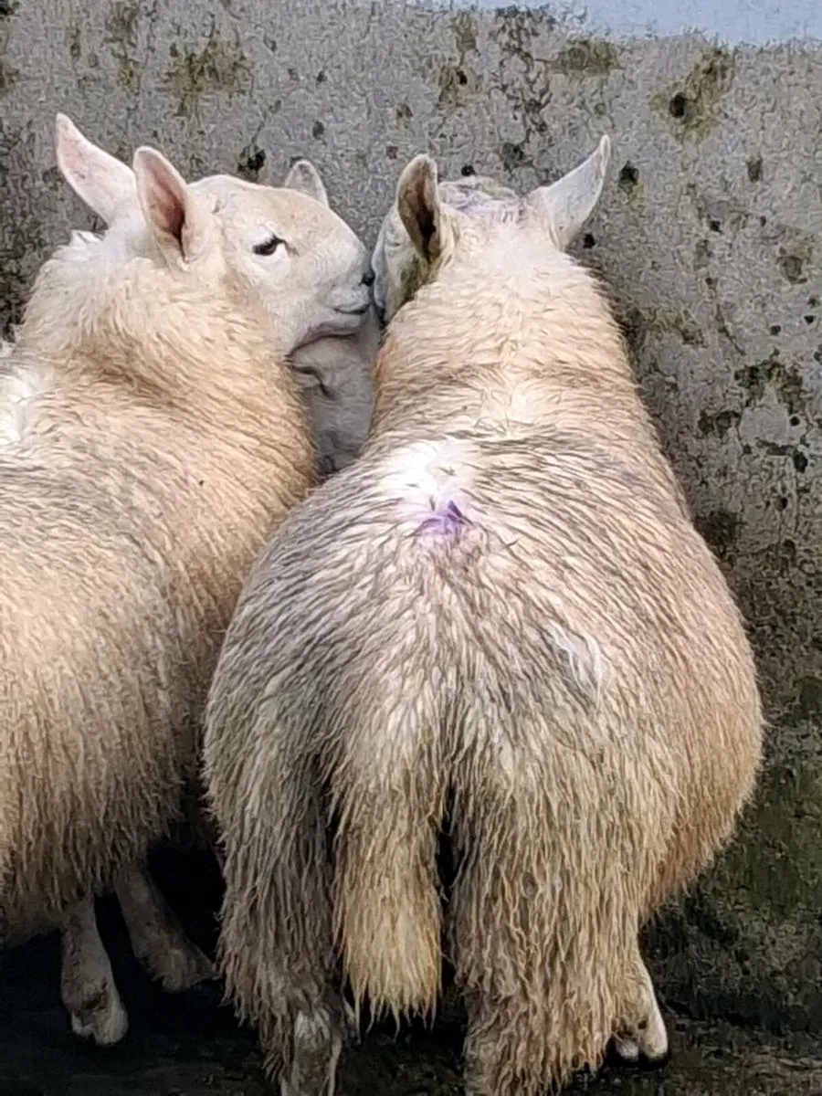 North country cheviot ram - Image 2