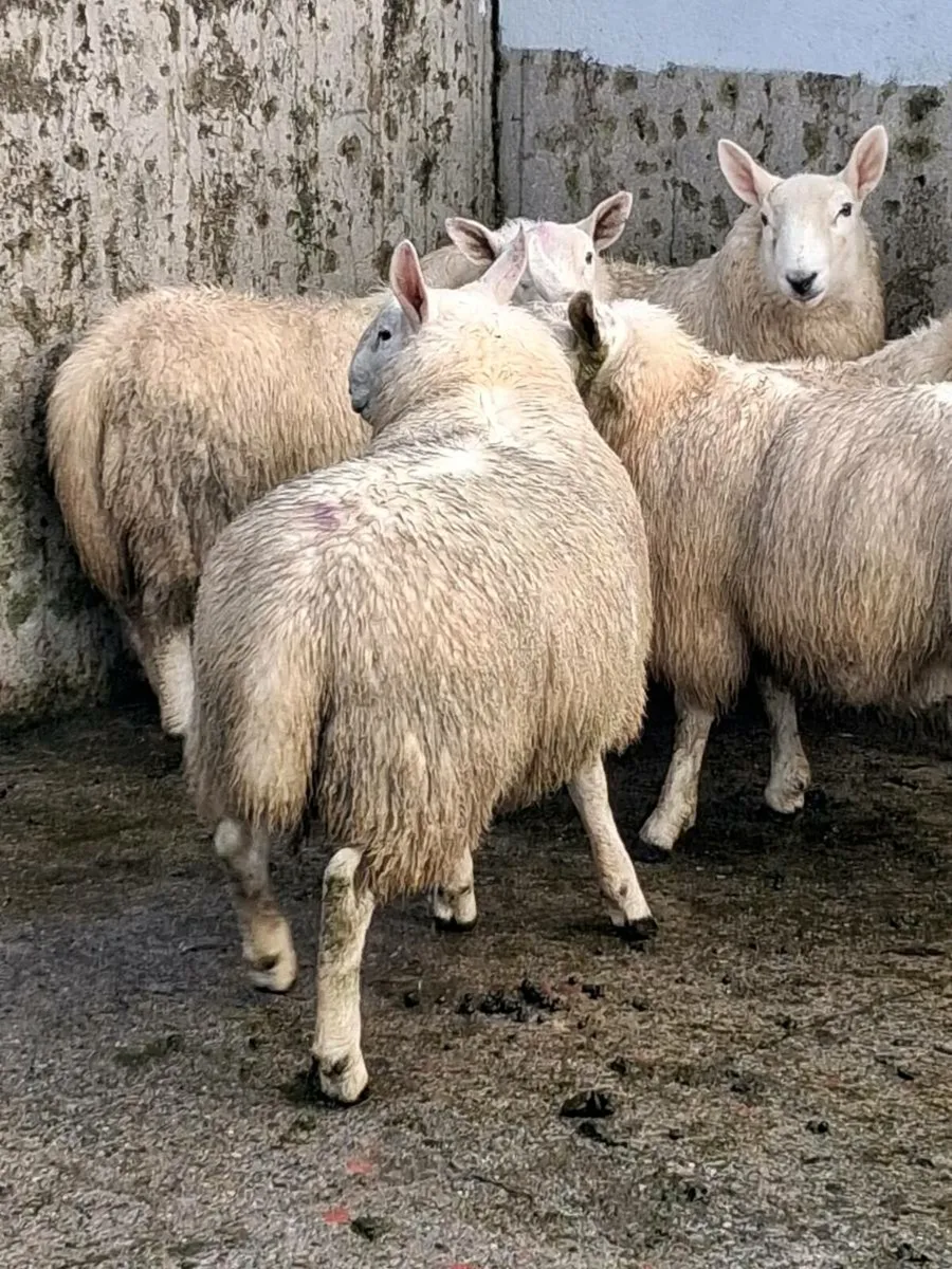 North country cheviot ram - Image 3