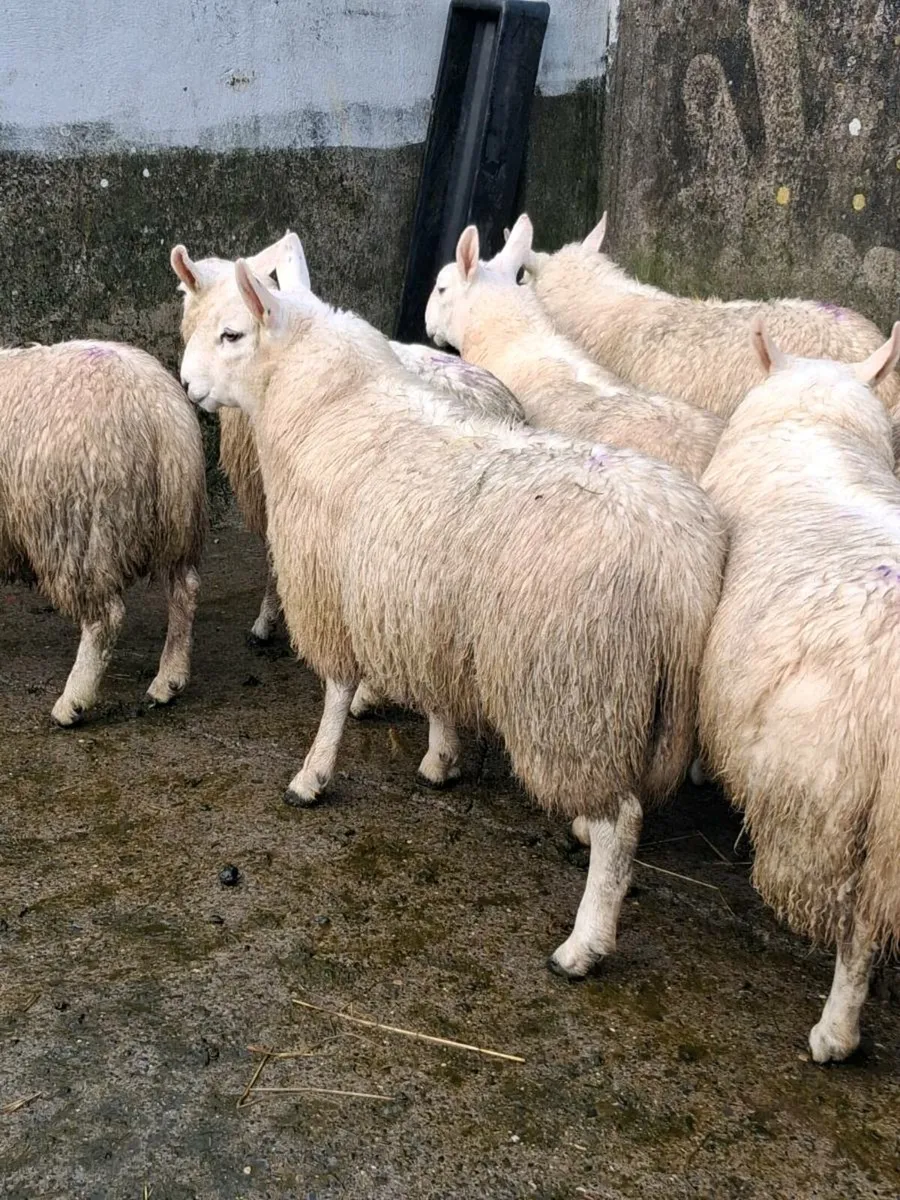 North country cheviot ram - Image 4