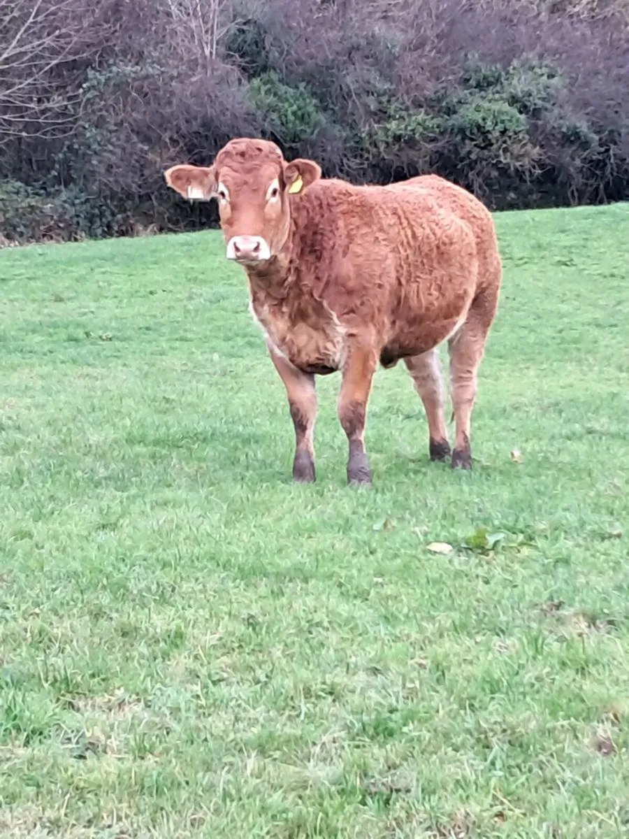 SUPER PEDIGREE LIMOUSIN HEIFERS - Image 3