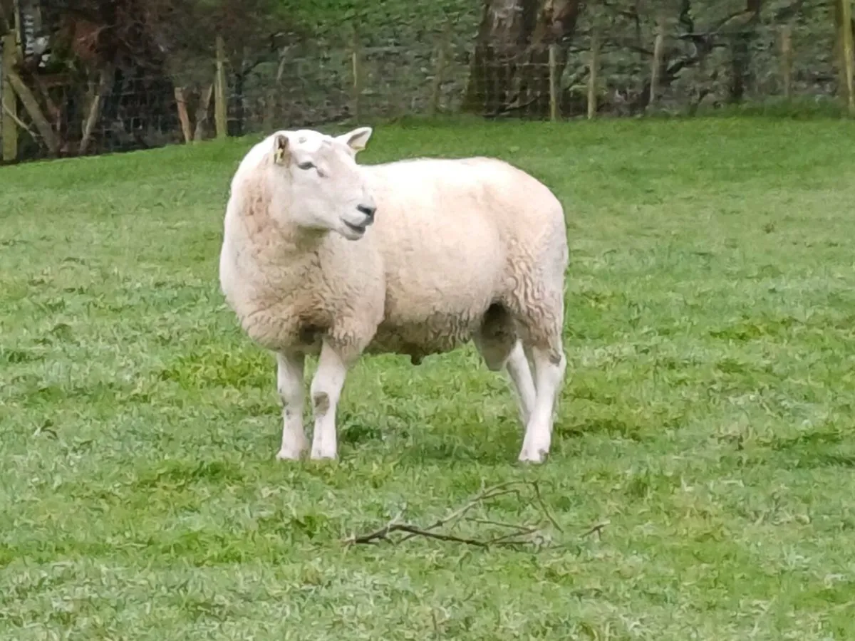 Hogget ram and ram lambs for sale - Image 2