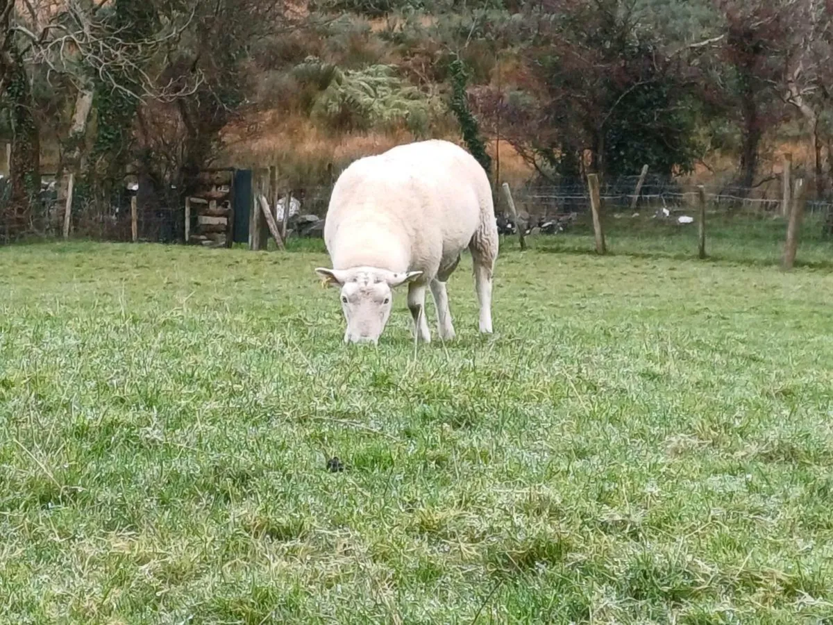 Hogget ram and ram lambs for sale - Image 1