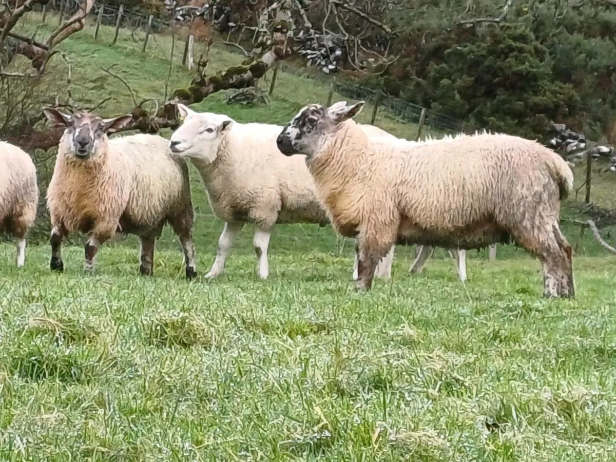 Hogget ram and ram lambs for sale - Image 3