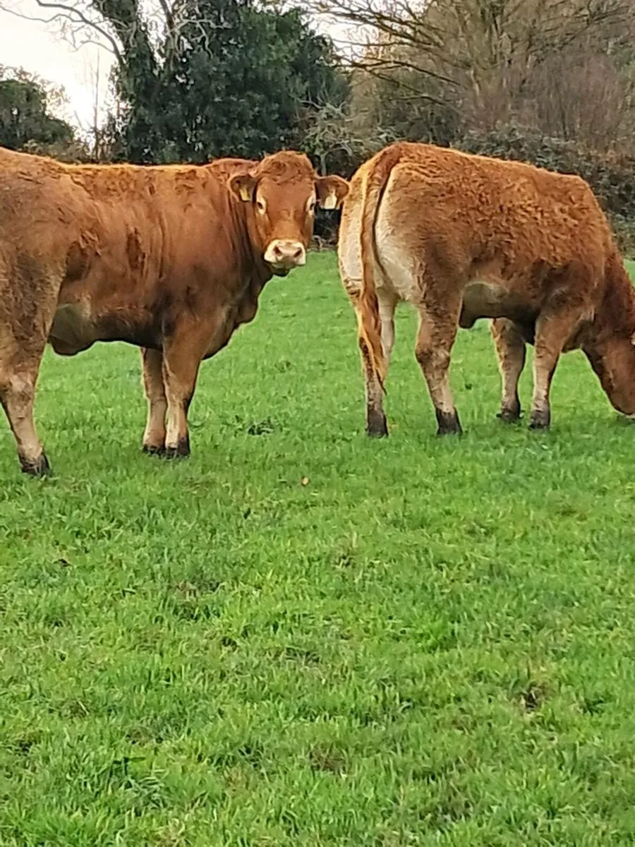 SUPER PEDIGREE LIMOUSIN HEIFERS - Image 4
