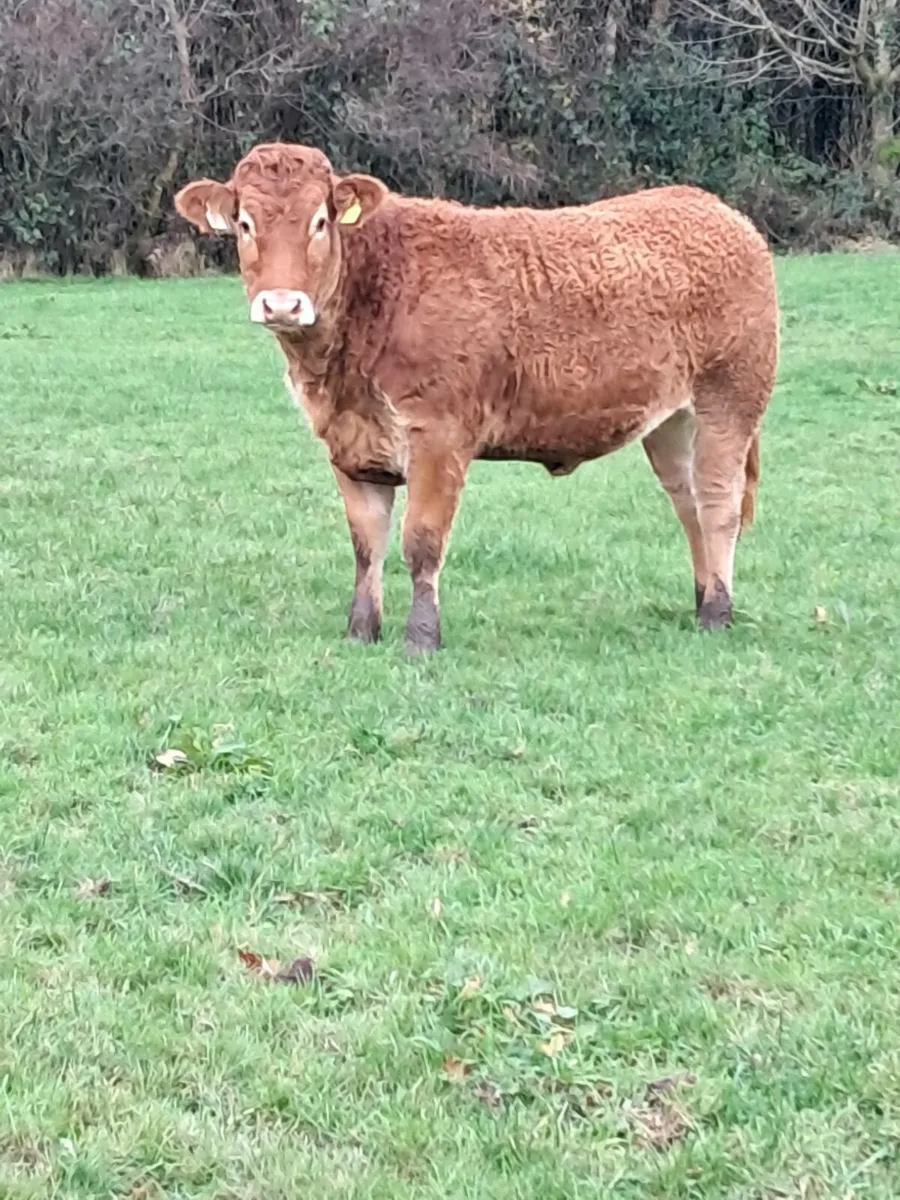 SUPER PEDIGREE LIMOUSIN HEIFERS - Image 1