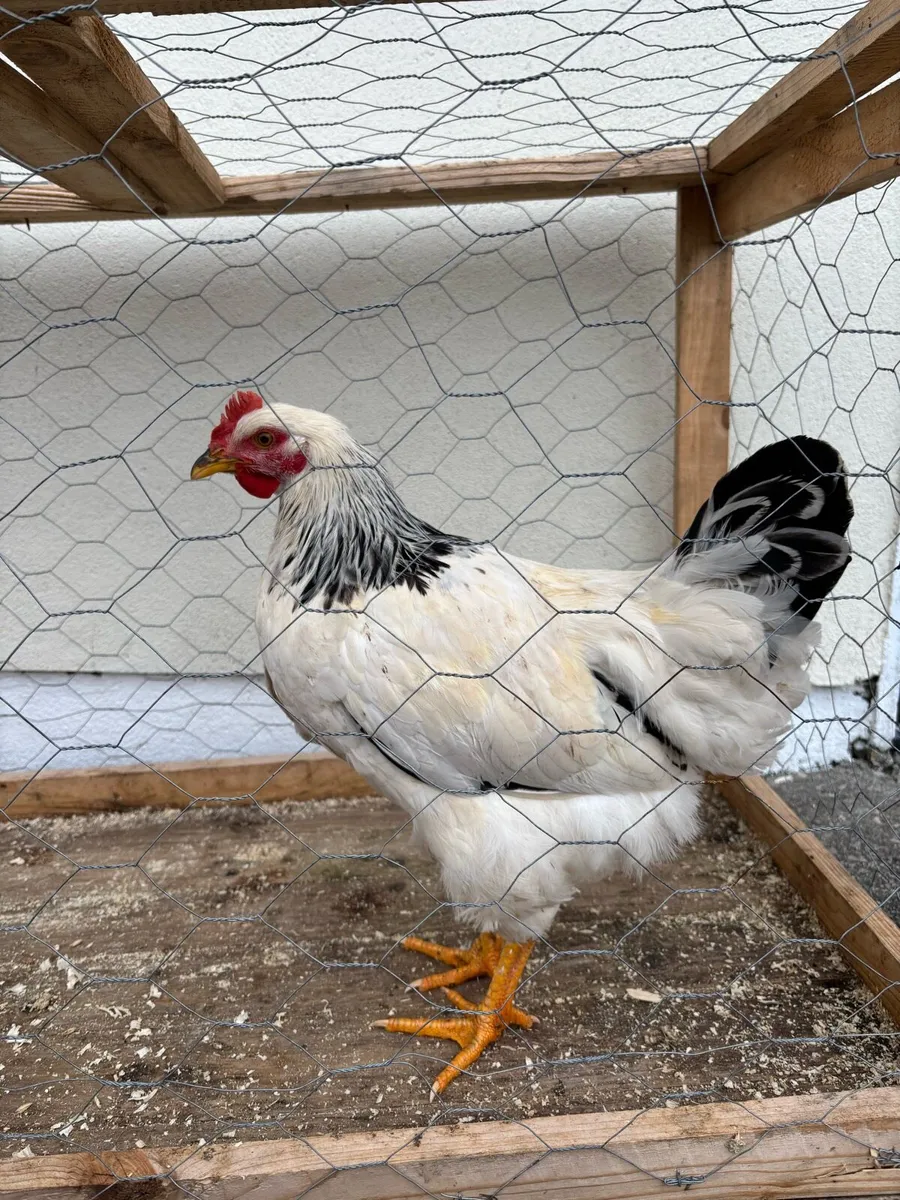 Poultry - Image 1