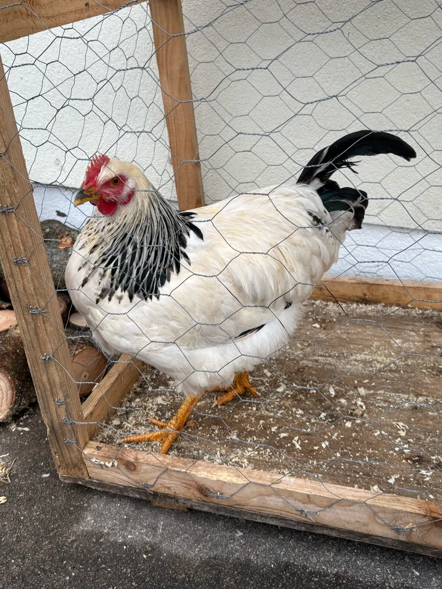 Poultry - Image 4