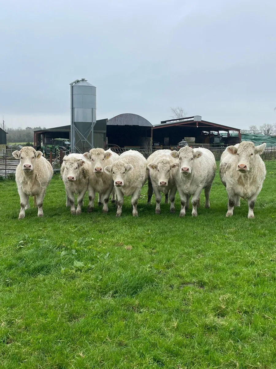 Charolais Heifers - Image 1
