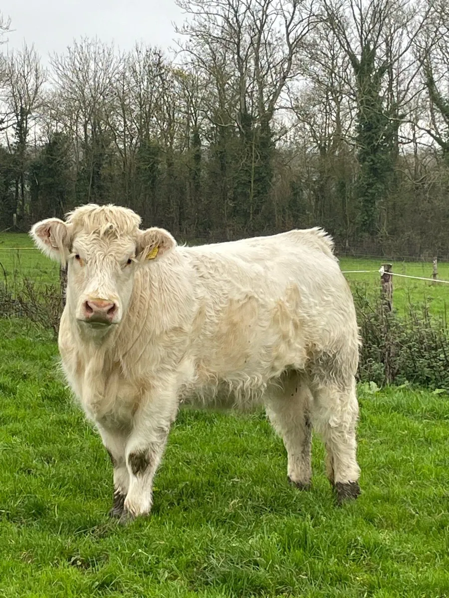 Charolais Heifers - Image 2