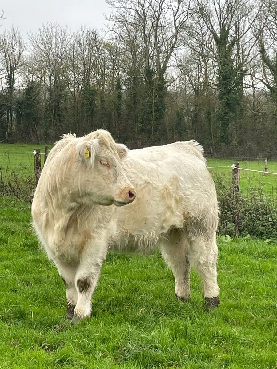 Charolais Heifers - Image 3