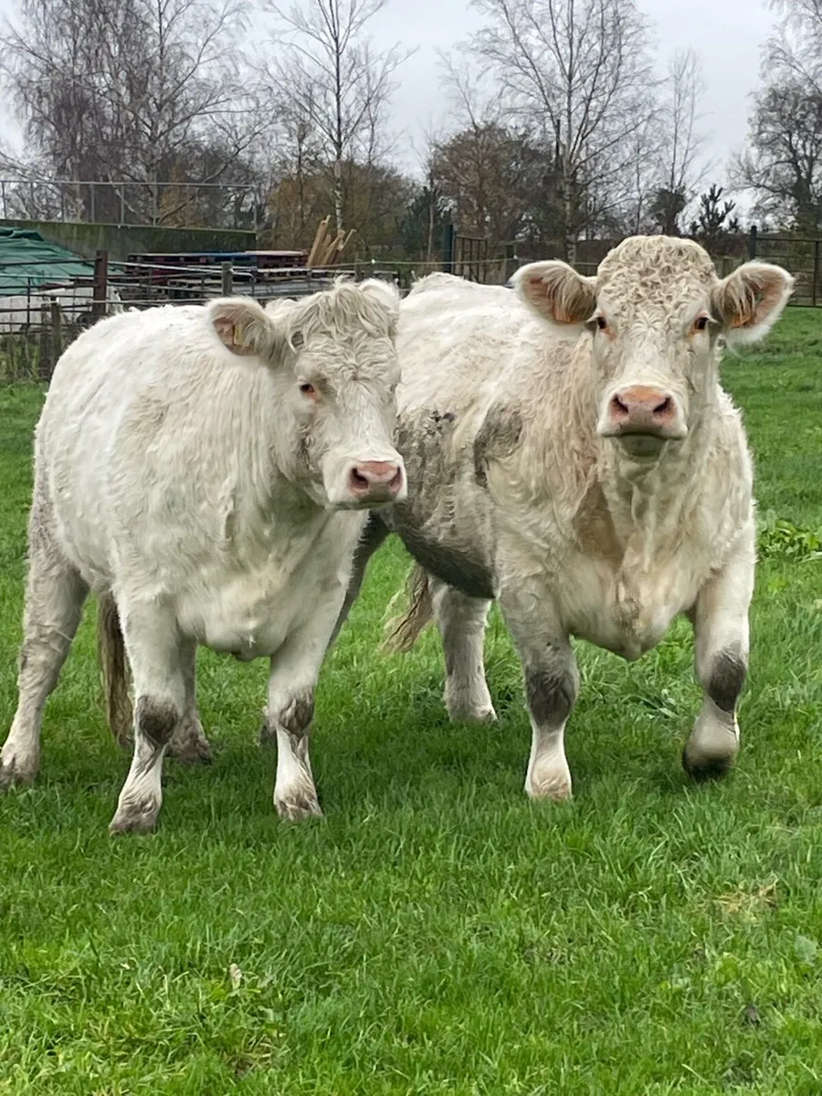 Charolais Heifers - Image 4
