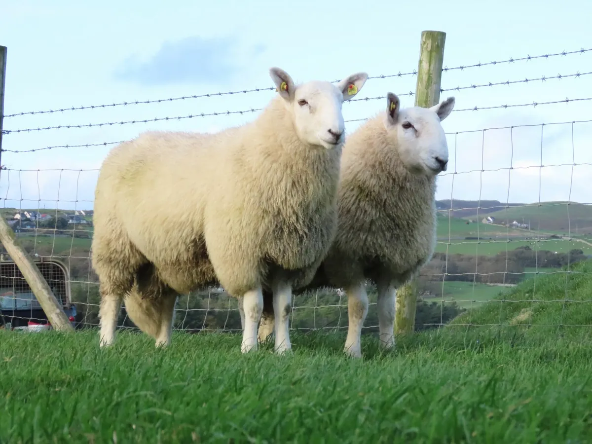 Pedigree Cheviot Ram Lambs - Image 1