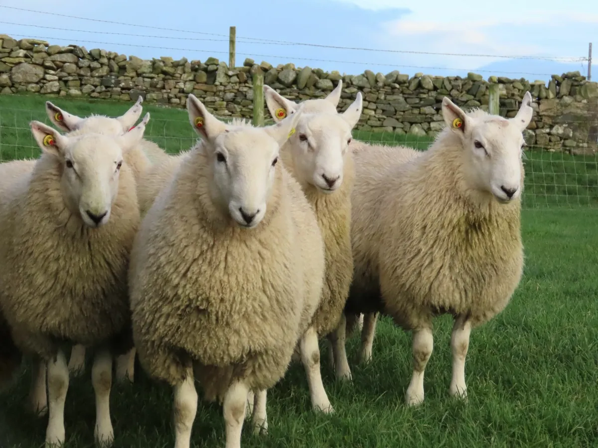 Pedigree Cheviot Ram Lambs - Image 2