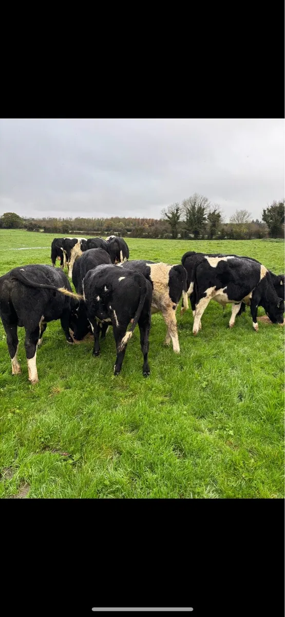 Friesan Bull weanlings - Image 1