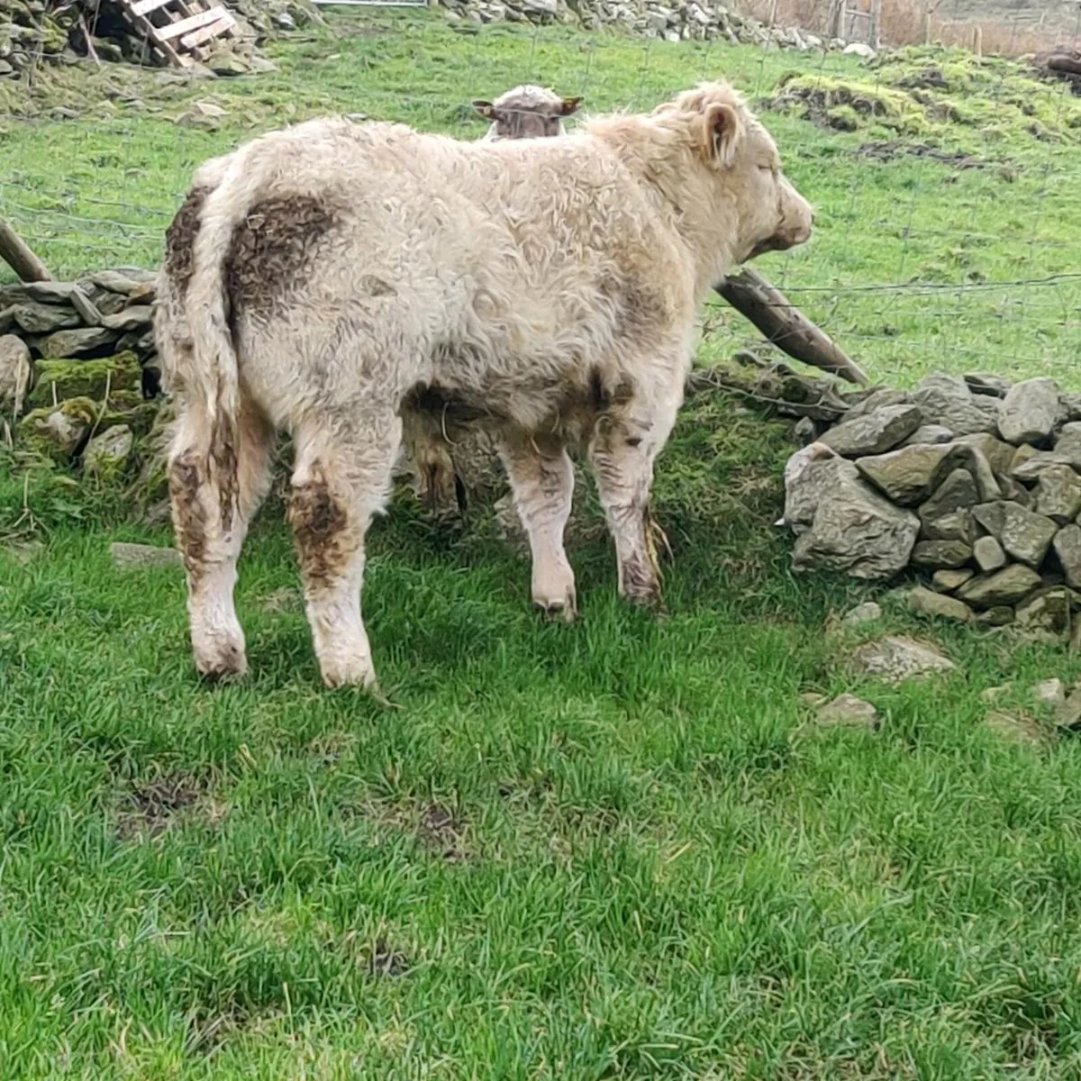 Weanling bulls - Image 2