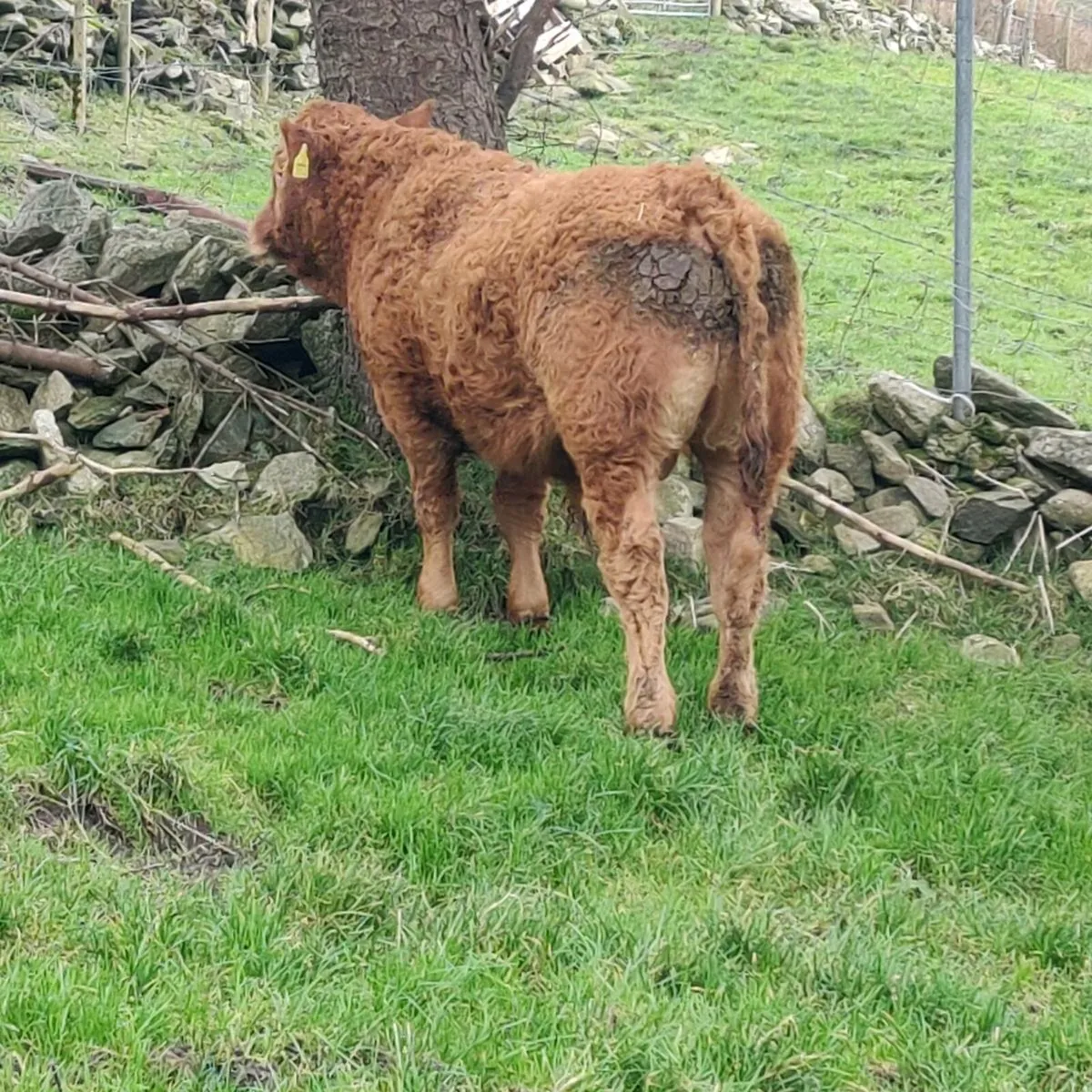 Weanling bulls - Image 3