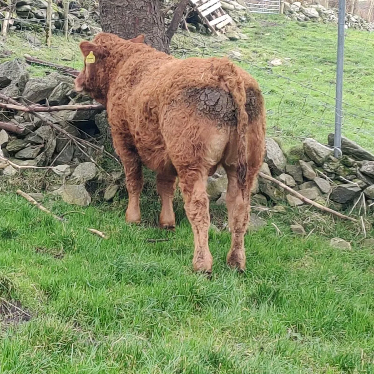 Weanling bulls - Image 1
