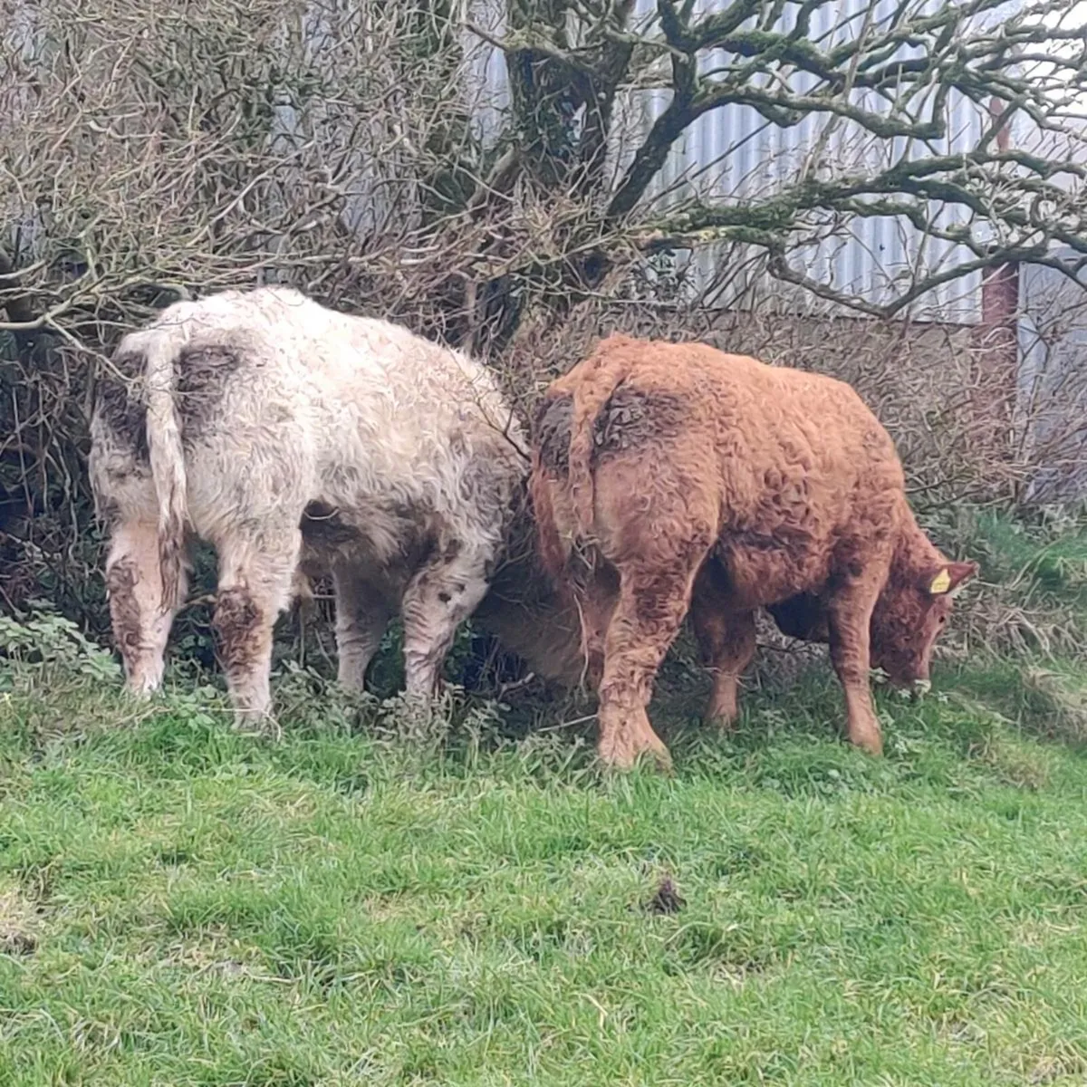 Weanling bulls - Image 4