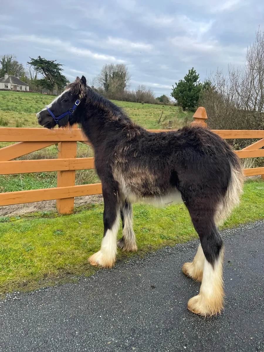 Black Filly Foal - Image 1