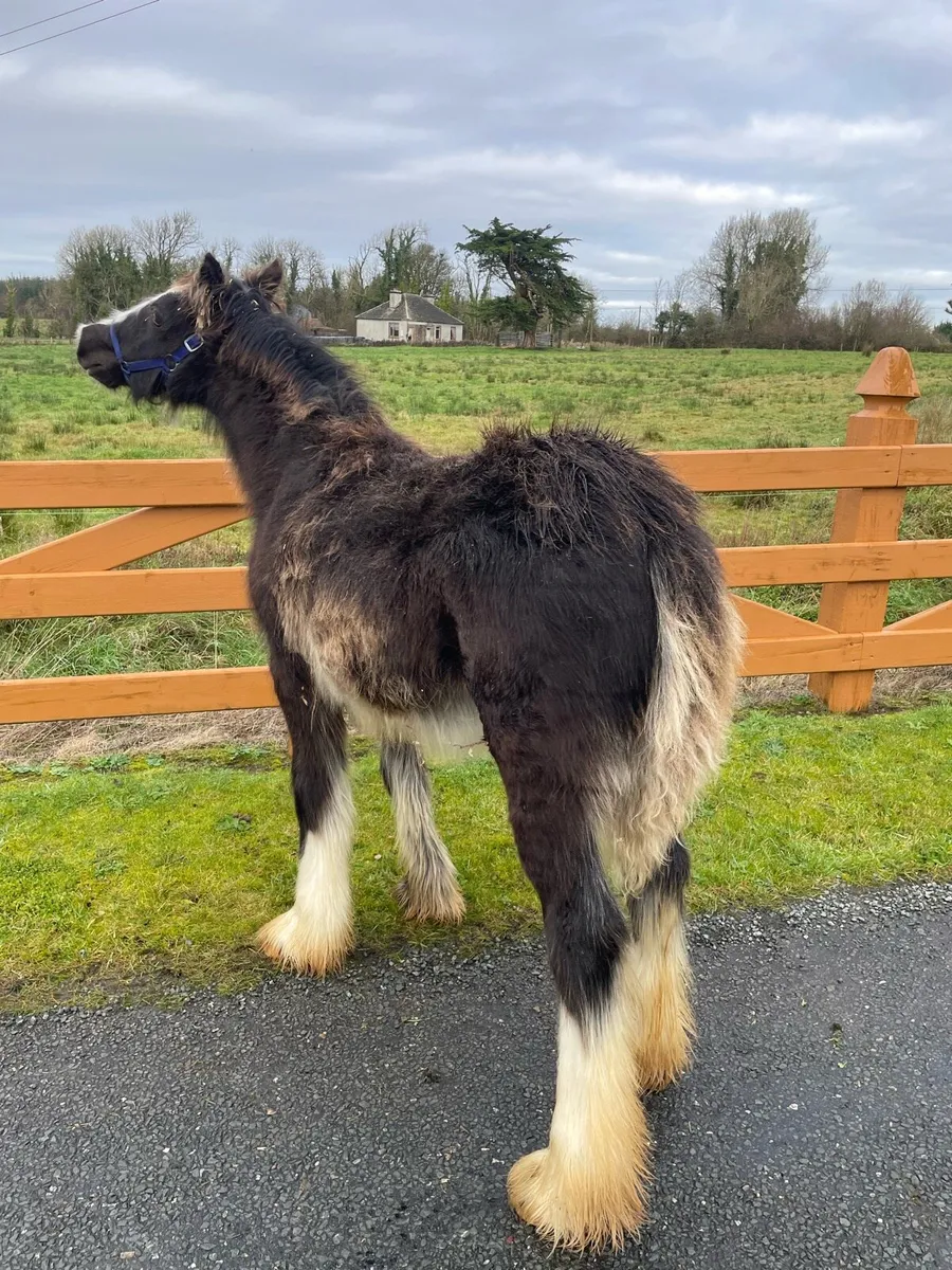 Black Filly Foal - Image 2