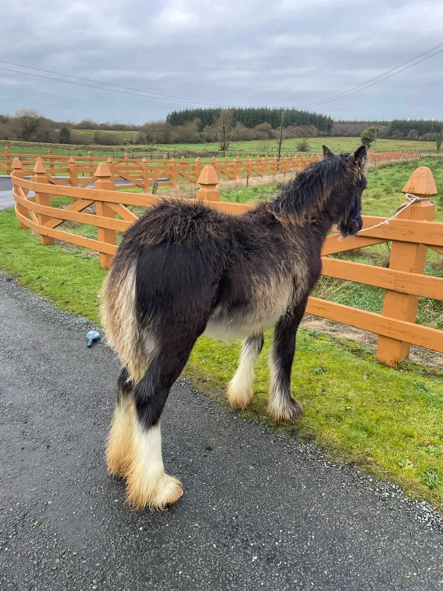 Black Filly Foal - Image 3