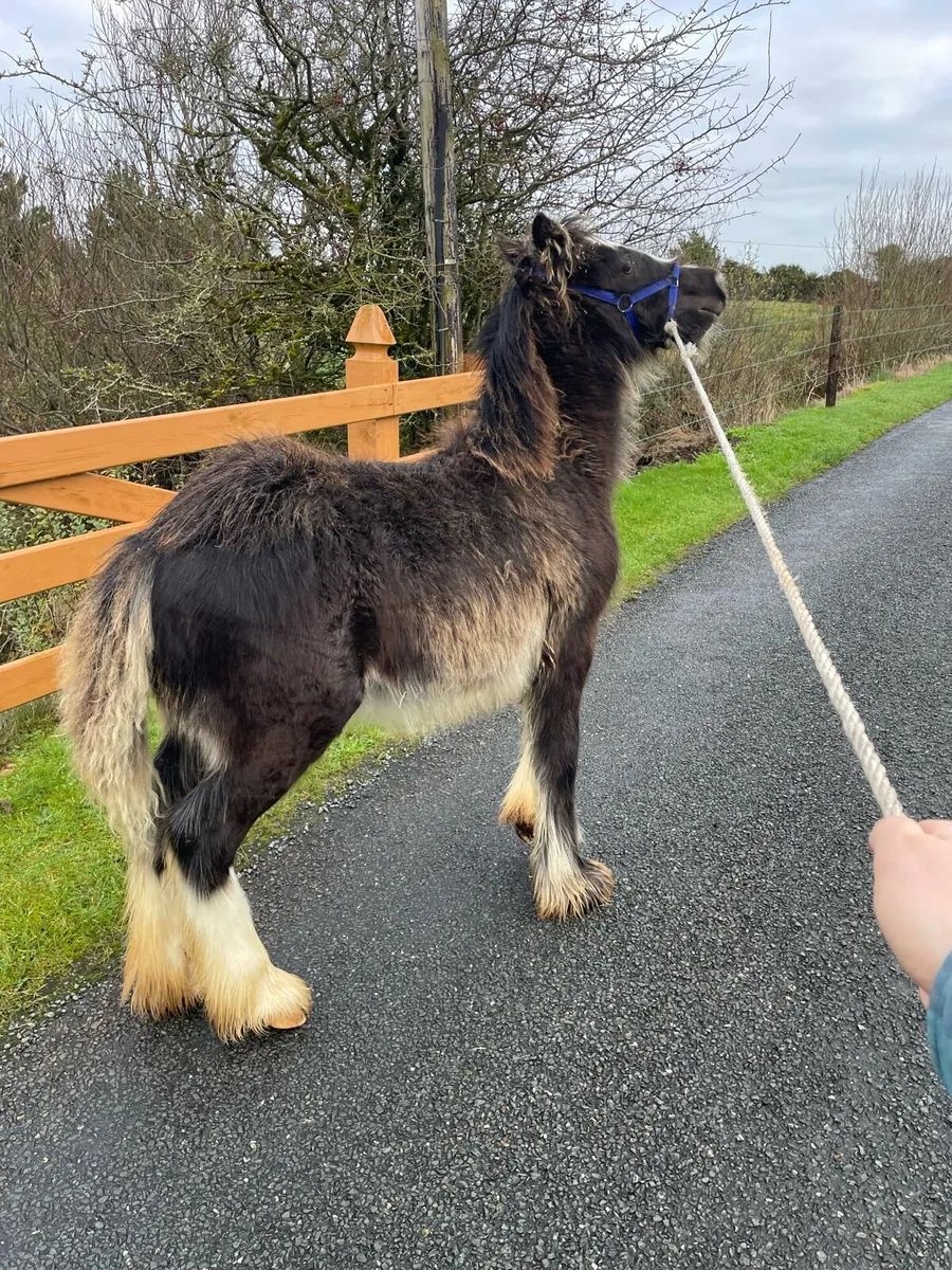 Black Filly Foal - Image 4