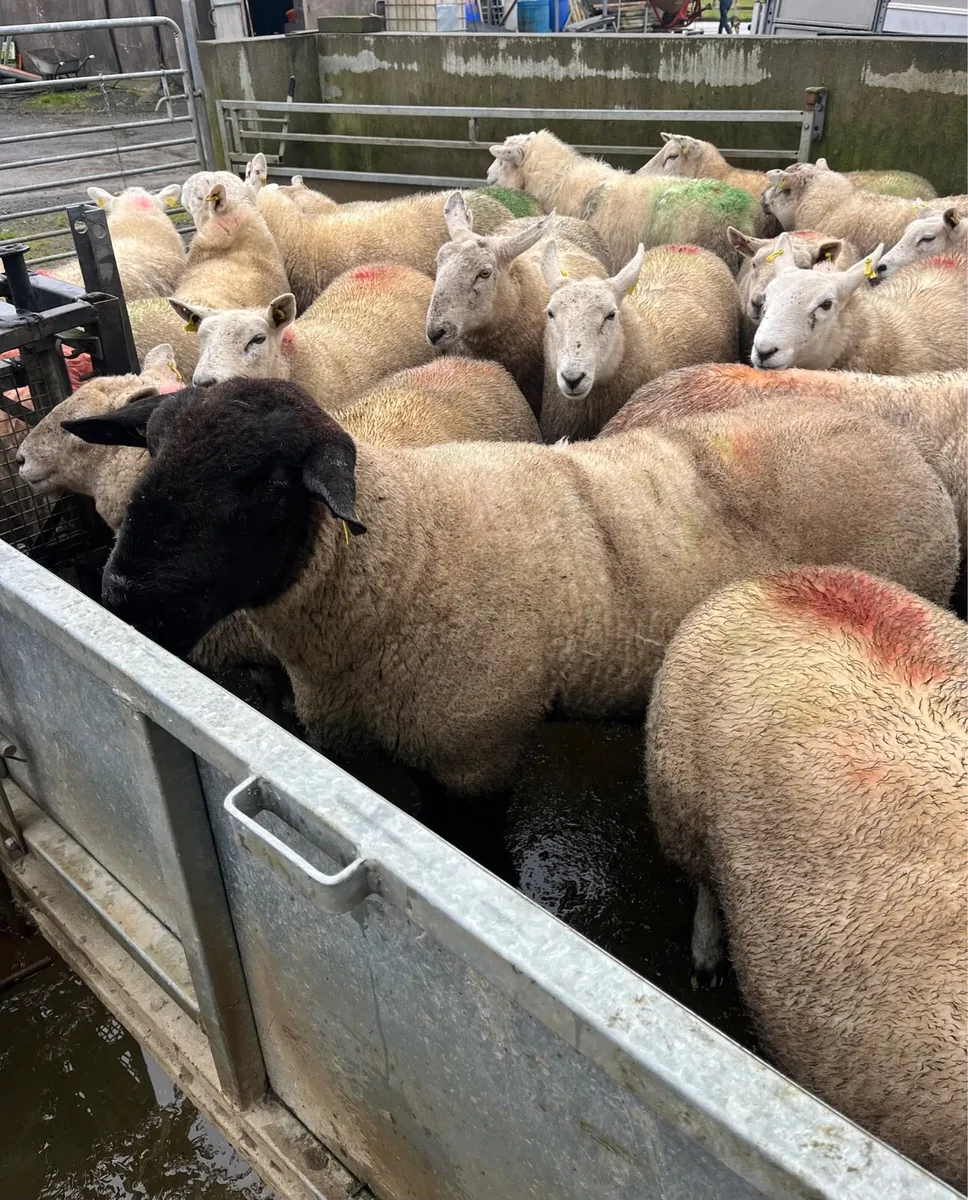 PB SUFFOLK RAM - Image 2