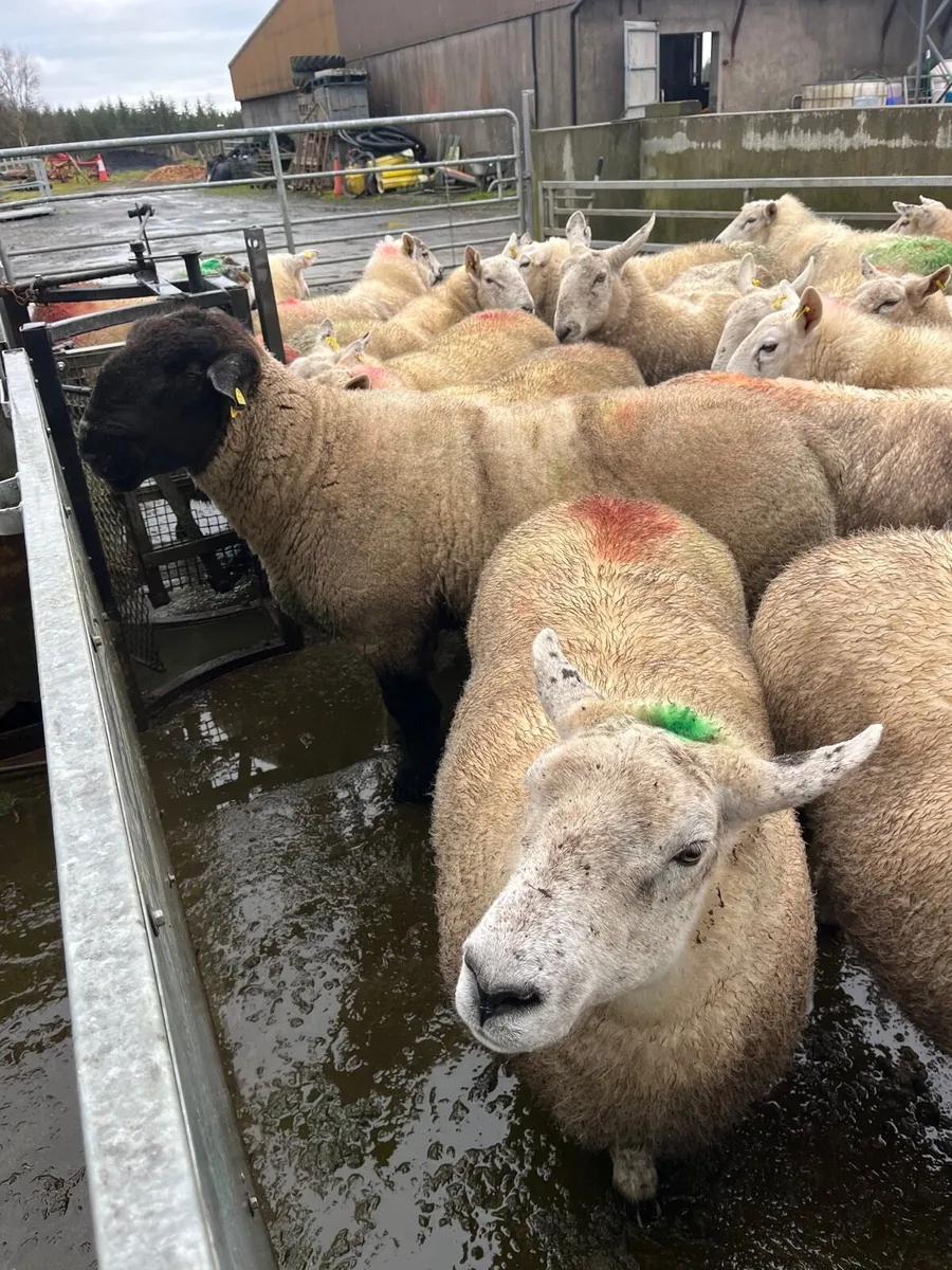 PB SUFFOLK RAM - Image 3