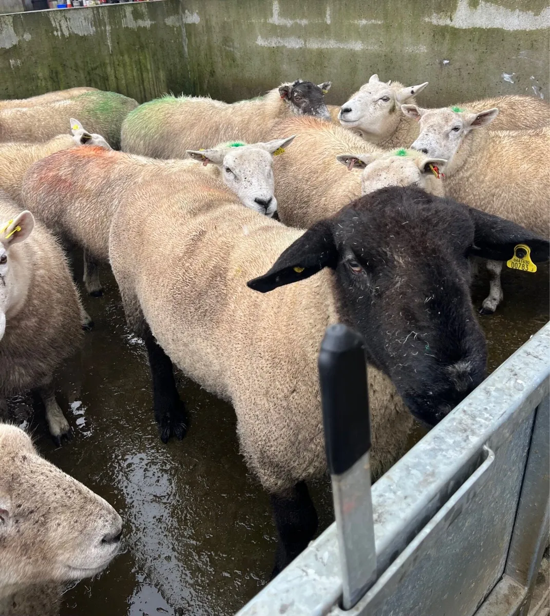 PB SUFFOLK RAM - Image 4