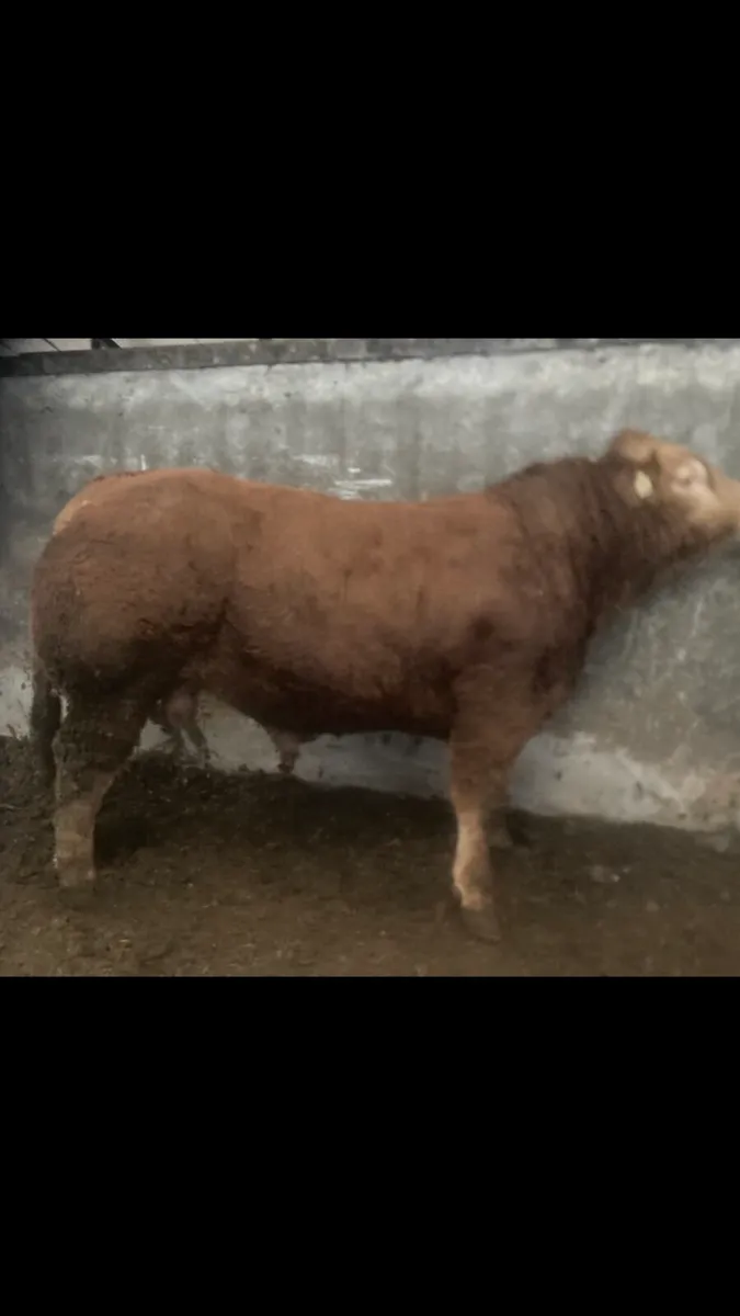 Limousine Bull - Image 1