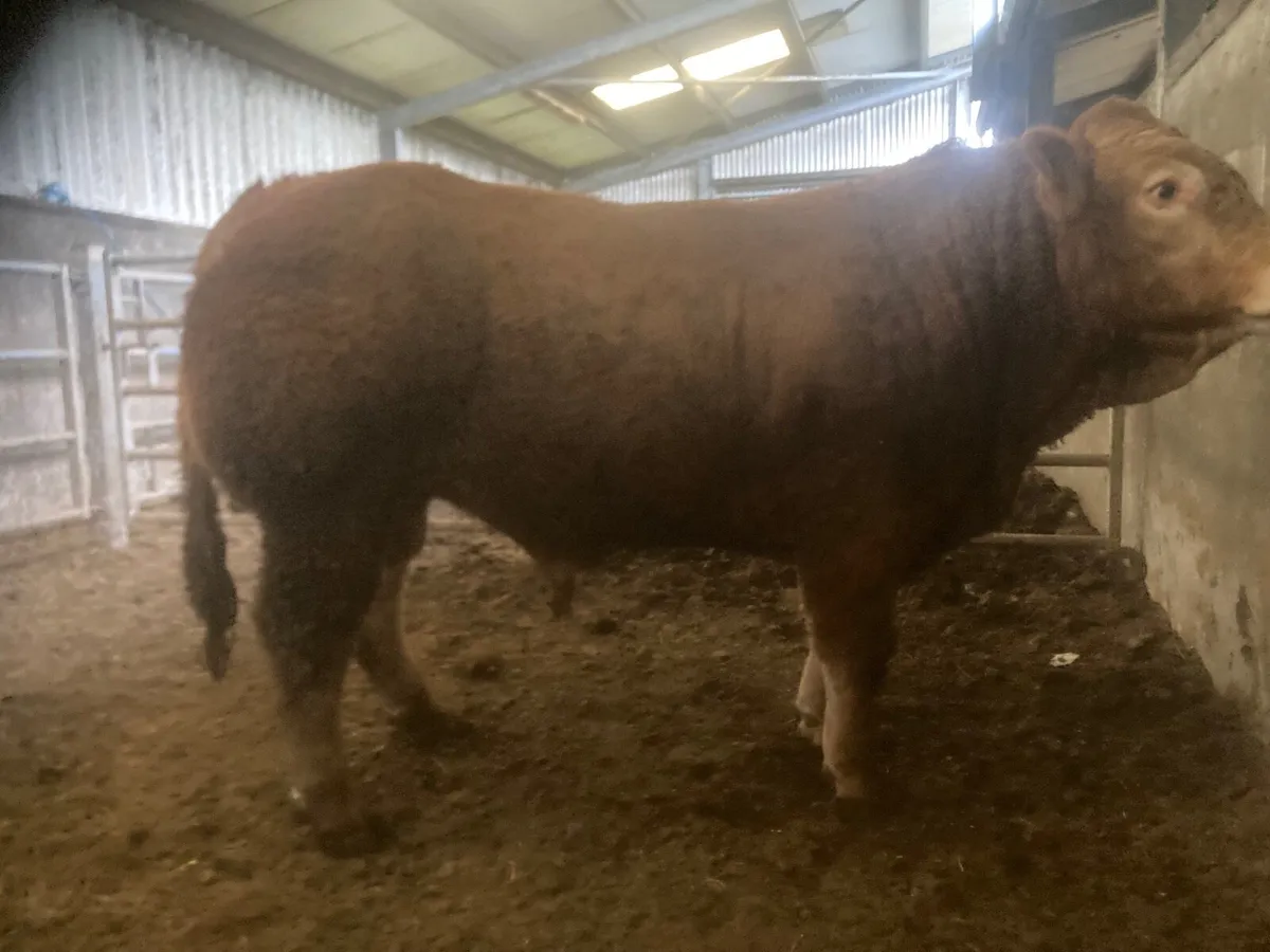 Limousine Bull - Image 2