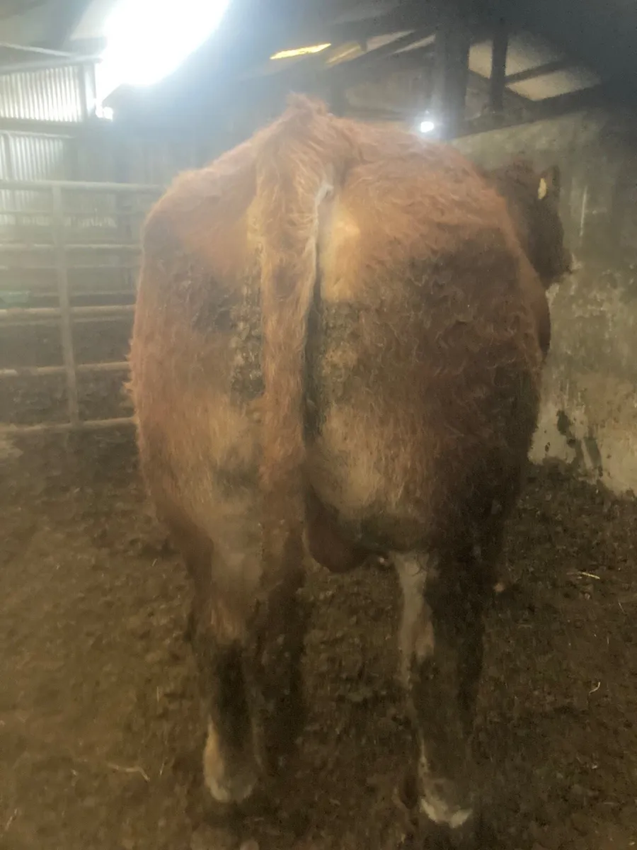 Limousine Bull - Image 3