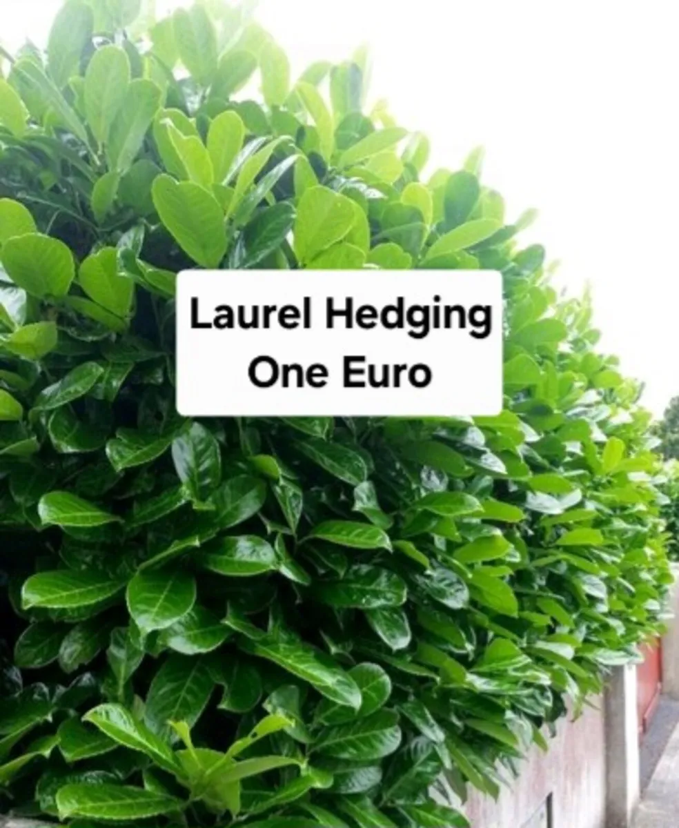 Pyracantha Firethorn Hedging Two Euros - Image 3