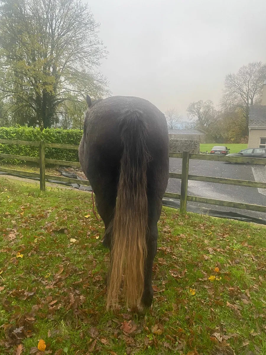 Irish draught - Image 4