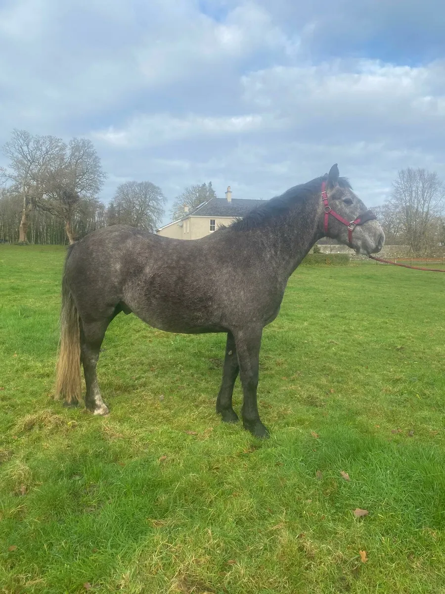 Irish draught - Image 1