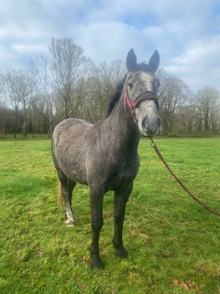 Irish draught - Image 2