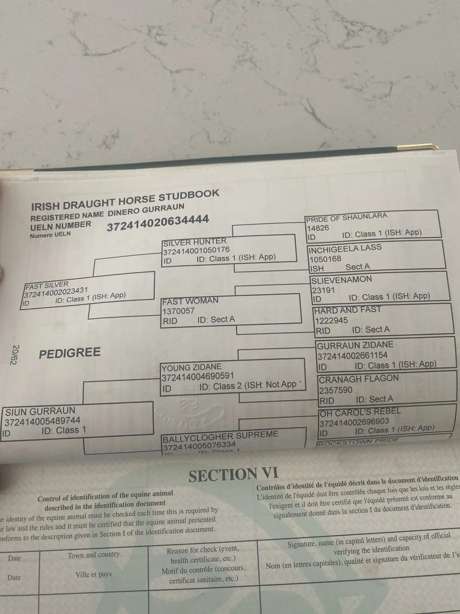 Irish draught - Image 3