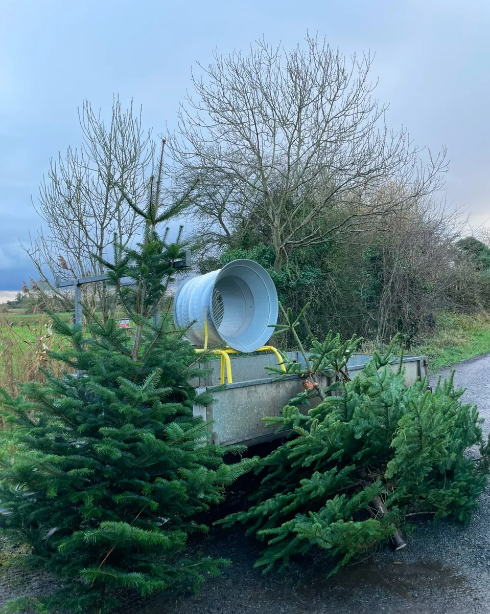 Christmas Trees - Image 1