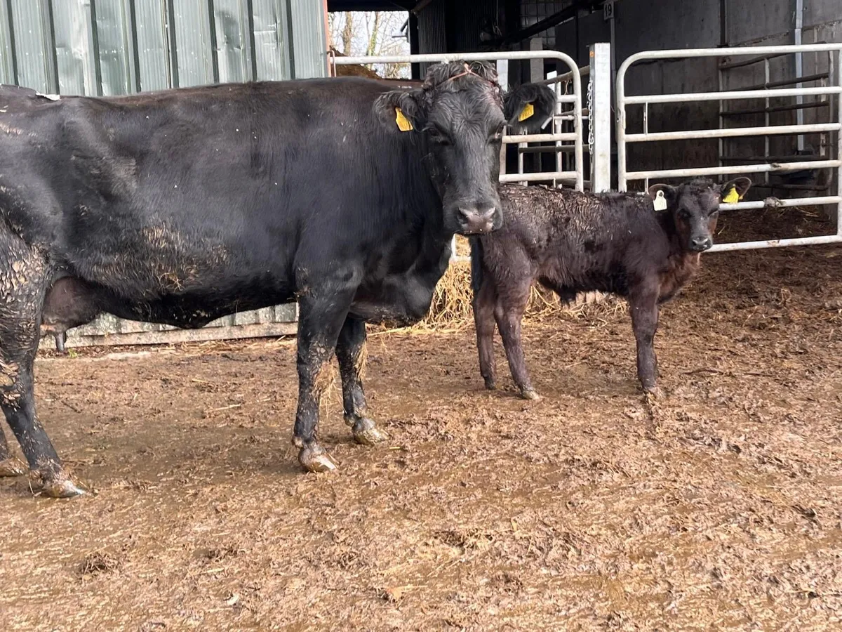 Super Angus cow and Angus bull calf - Image 1