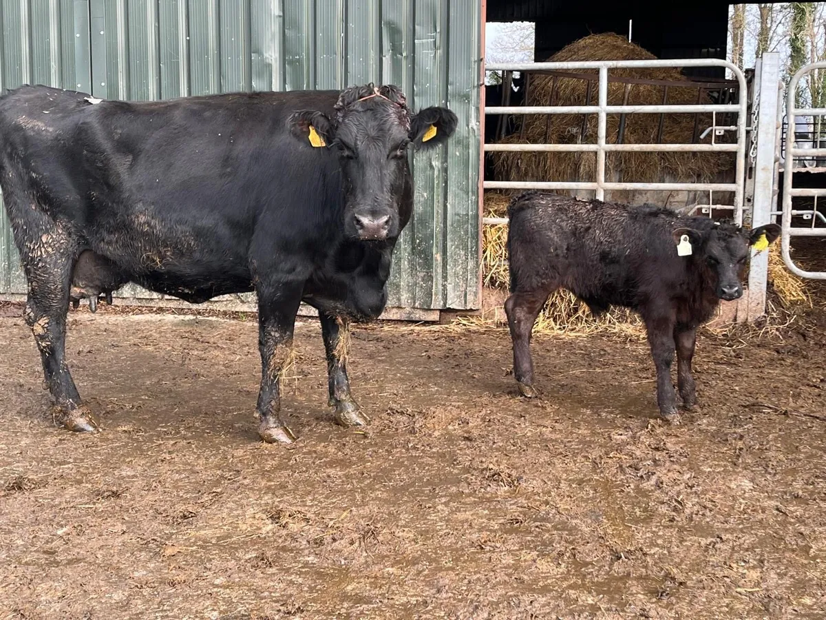 Super Angus cow and Angus bull calf - Image 2