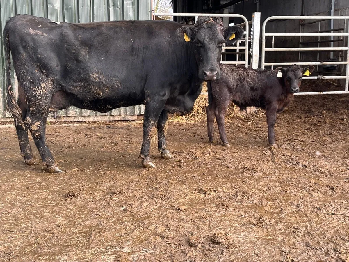 Super Angus cow and Angus bull calf - Image 3