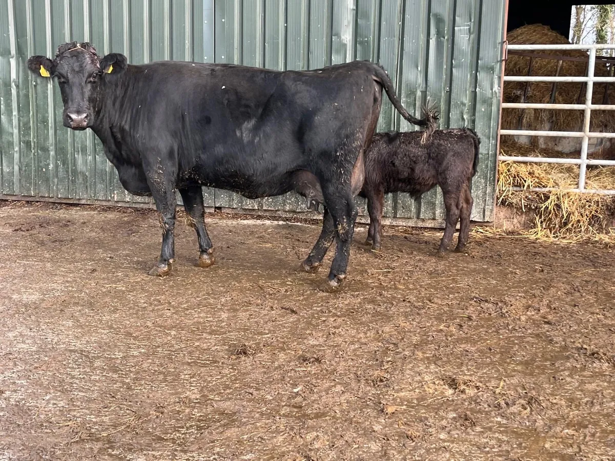 Super Angus cow and Angus bull calf - Image 4