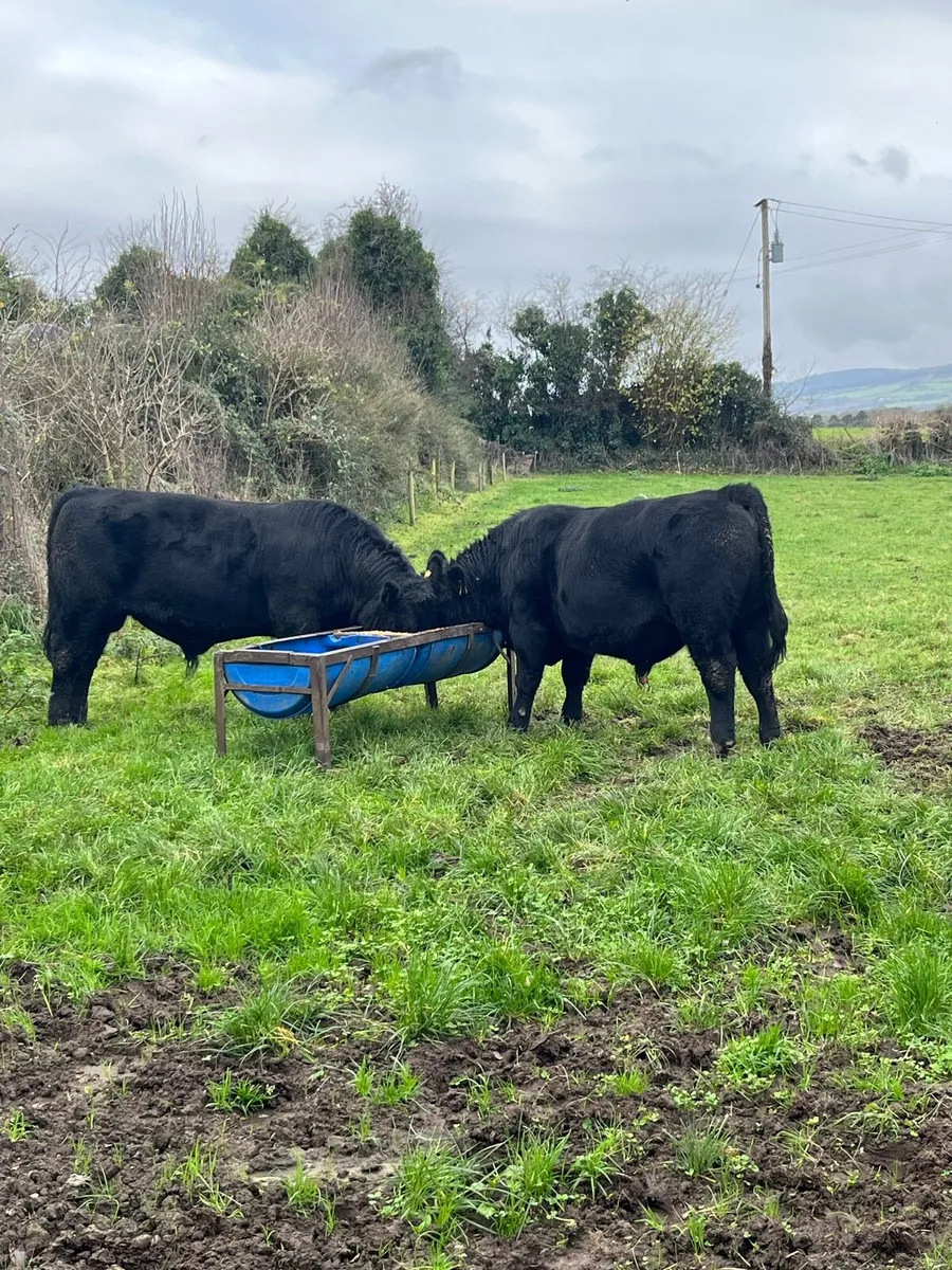 2 PBR AA BULLS - Image 1