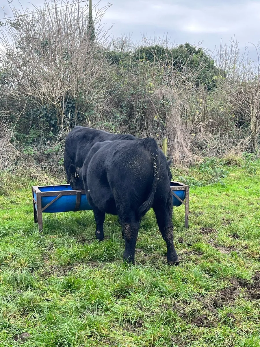 2 PBR AA BULLS - Image 2